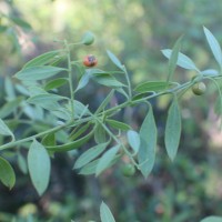 Osyris lanceolata Hochst. & Steud.